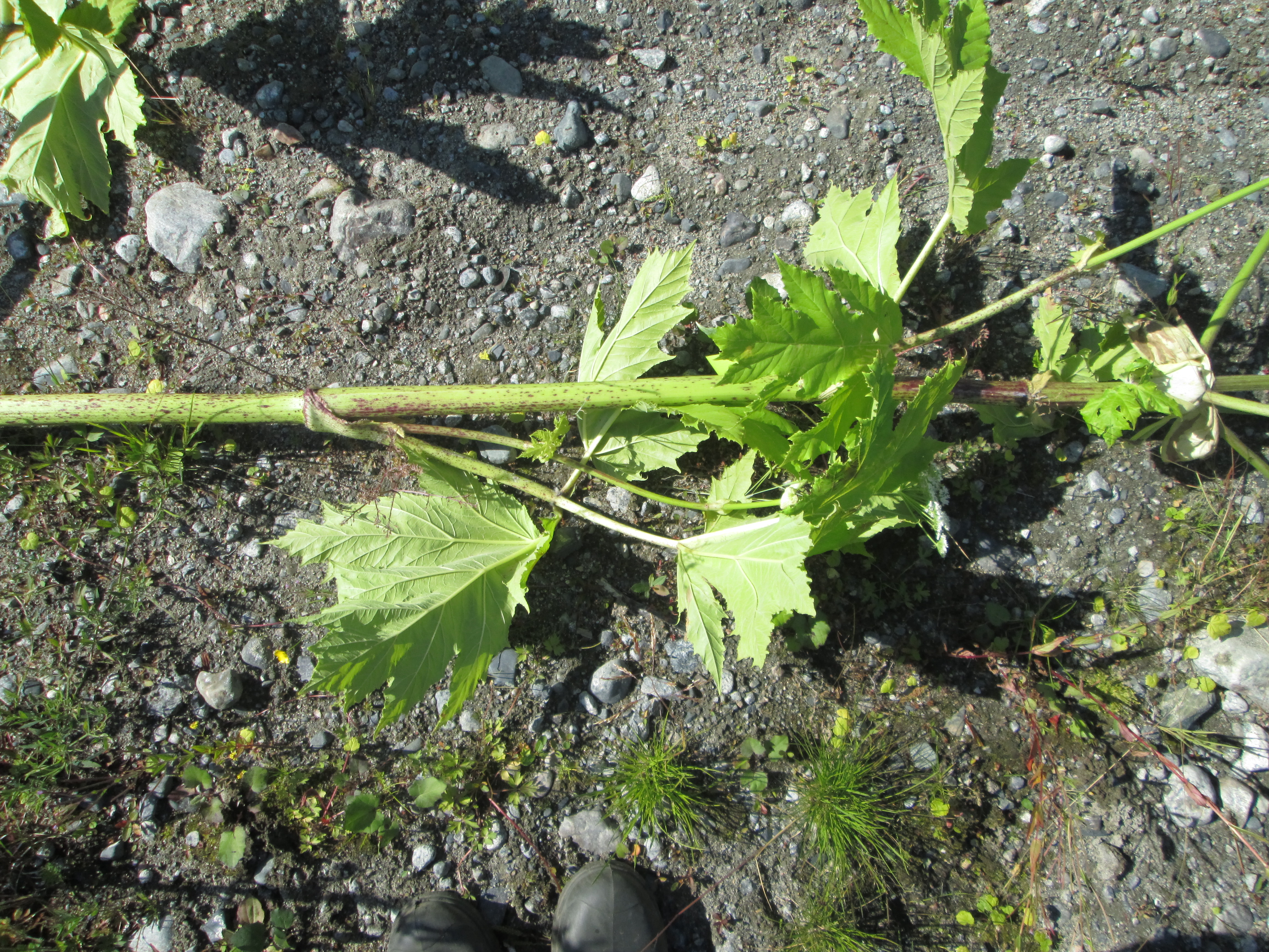 IMG_1532.JPG 