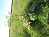 Thumbnail IMG_1537.JPG 