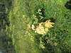 Thumbnail IMG_1538.JPG 
