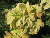 Thumbnail IMG_1539.JPG 