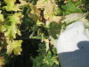 Thumbnail IMG_1540.JPG 