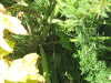 Thumbnail IMG_1541.JPG 