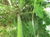 Thumbnail IMG_1542.JPG 