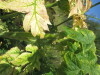 Thumbnail IMG_1543.JPG 
