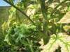 Thumbnail IMG_1544.JPG 