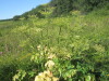 Thumbnail IMG_1545.JPG 