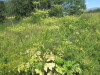 Thumbnail IMG_1546.JPG 