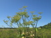 Thumbnail IMG_1547.JPG 