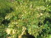 Thumbnail IMG_1548.JPG 