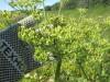Thumbnail IMG_1549.JPG 