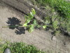 Thumbnail IMG_1550.JPG 