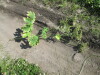 Thumbnail IMG_1551.JPG 