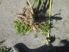 Thumbnail IMG_1552.JPG 