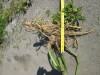 Thumbnail IMG_1553.JPG 
