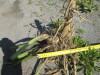 Thumbnail IMG_1554.JPG 
