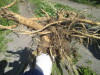 Thumbnail IMG_1555.JPG 