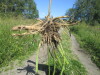 Thumbnail IMG_1557.JPG 