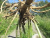 Thumbnail IMG_1558.JPG 