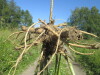 Thumbnail IMG_1559.JPG 