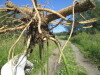 Thumbnail IMG_1560.JPG 