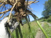 Thumbnail IMG_1561.JPG 