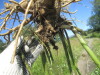 Thumbnail IMG_1562.JPG 