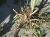 Thumbnail IMG_1566.JPG 