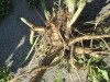 Thumbnail IMG_1567.JPG 