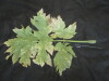 Thumbnail IMG_2458.JPG 