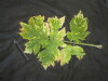 Thumbnail IMG_2459.JPG 