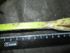 Thumbnail IMG_2460.JPG 