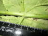 Thumbnail IMG_2461.JPG 