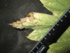 Thumbnail IMG_2462.JPG 