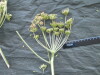 Thumbnail IMG_2466.JPG 