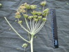 Thumbnail IMG_2467.JPG 