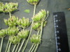 Thumbnail IMG_2468.JPG 