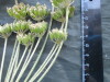 Thumbnail IMG_2469.JPG 