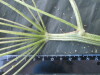Thumbnail IMG_2470.JPG 