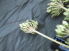 Thumbnail IMG_2472.JPG 