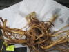 Thumbnail IMG_3616.JPG 