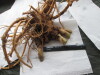 Thumbnail IMG_3617.JPG 