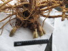 Thumbnail IMG_3618.JPG 