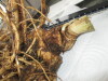 Thumbnail IMG_3620.JPG 
