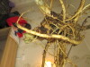 Thumbnail IMG_3622.JPG 