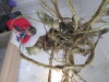 Thumbnail IMG_3623.JPG 