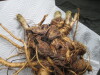 Thumbnail IMG_3624.JPG 