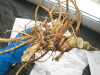 Thumbnail IMG_3627.JPG 