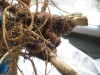 Thumbnail IMG_3629.JPG 
