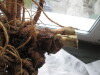 Thumbnail IMG_3630.JPG 