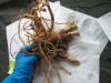 Thumbnail IMG_3632.JPG 